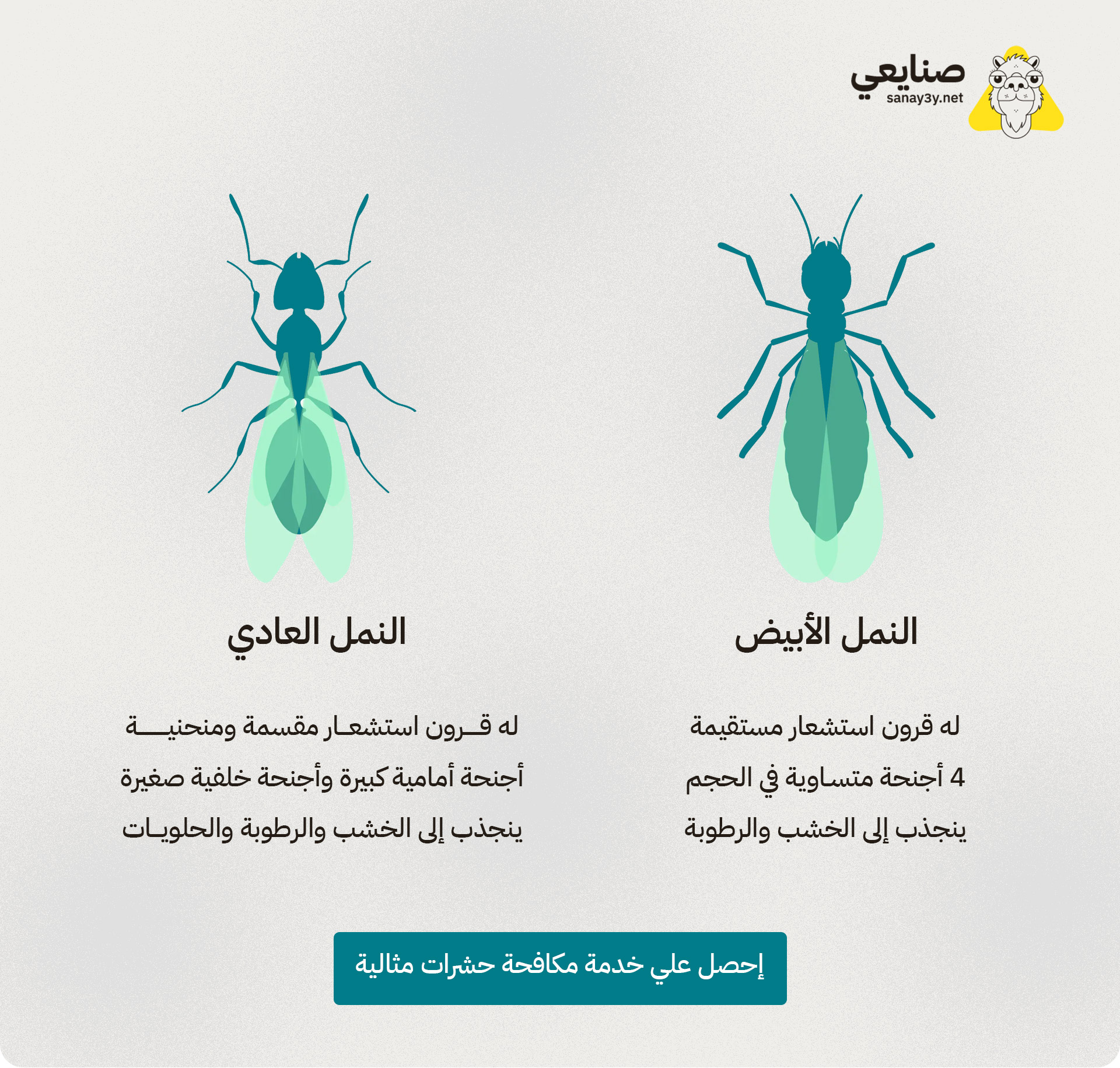 ما الفرق بين النمل الابيض والنمل العادي بجدة